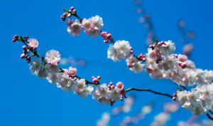 桜